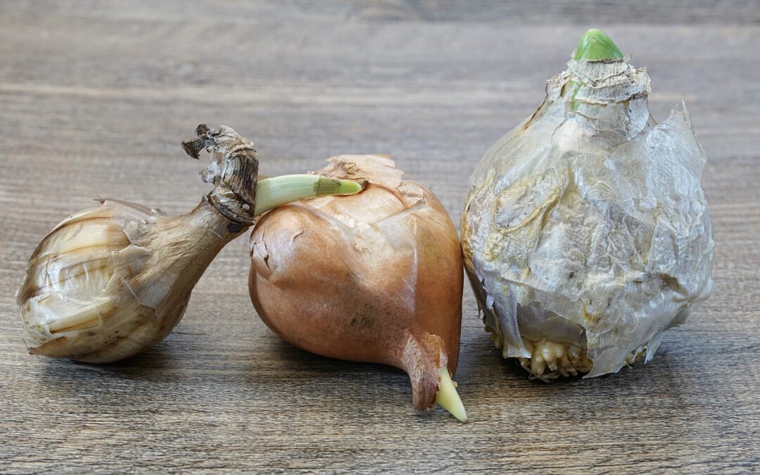 Het magische verschil tussen bloembollen en bolbloemen