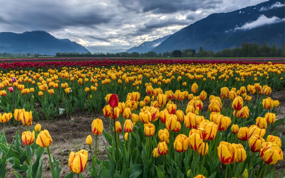 Bolbloemen: De kunst van de bloemenmagie