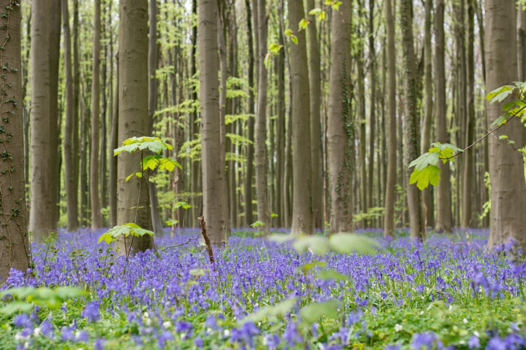  Een Magische Reis door de Wereld van de Tulpentovenaar