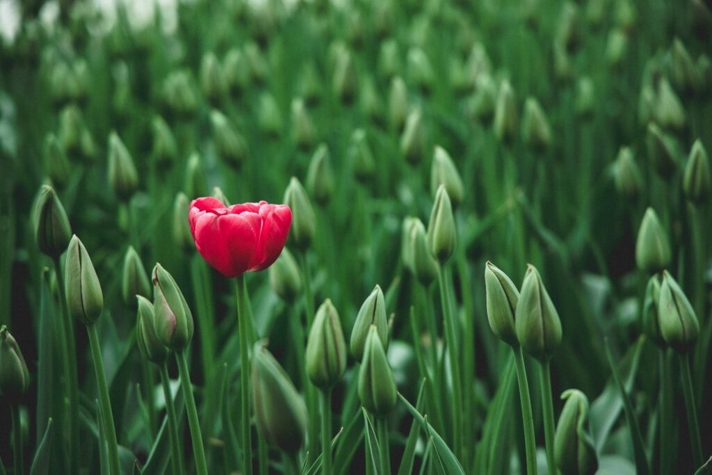 De Betoverende Oorsprong van Bolbloemen: