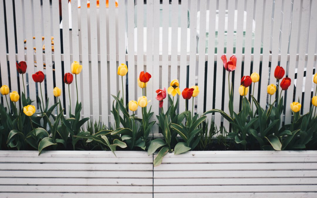 De Top 3 bolbloemen volgens de Tulpentovenaar