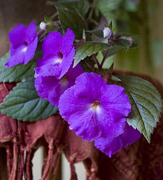 Achimenes