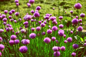 Alliums