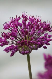 Alliums