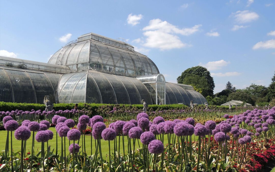 De Tulpentovenaar’s Top 3: betoverende Alliums die je tuin verfraaien