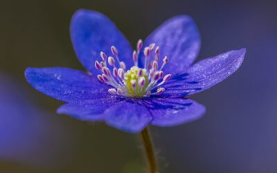 Anemoon: Bloemrijkdom onthuld door de Tulpentovenaar