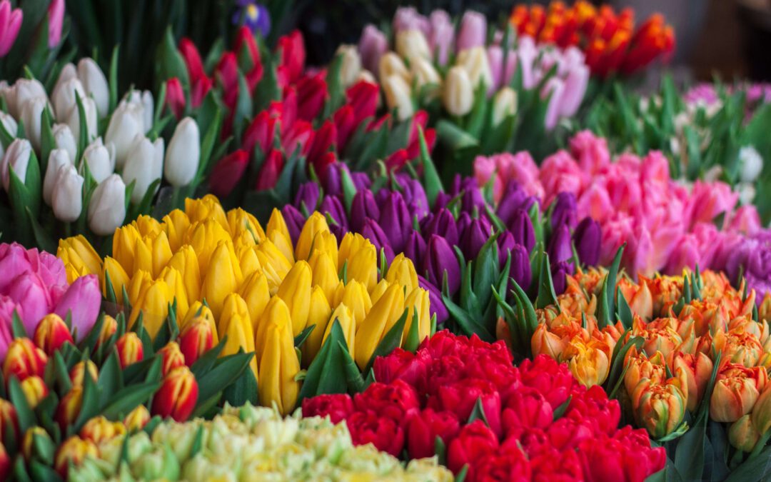 Bolbloemen: Een magische verkenning van diverse soorten