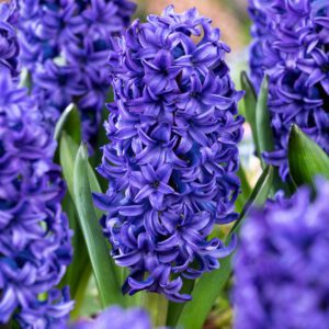 Plant in a Box - Hyacinthus Blue Trophy