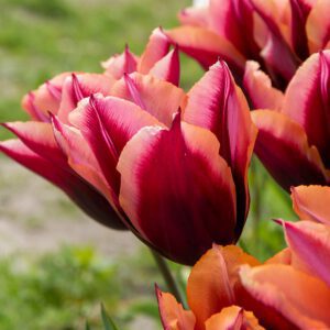 Tulp Slawa tulpenbollen