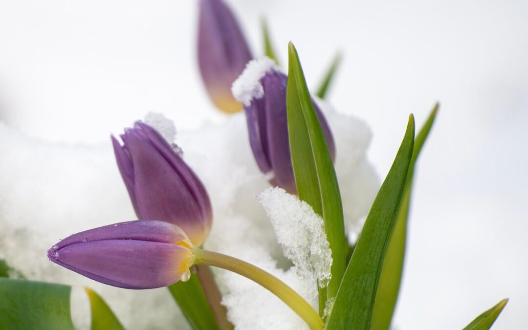 Betoverende winterharde bloembollen: Ontdek de magie van de Tulpentovenaar