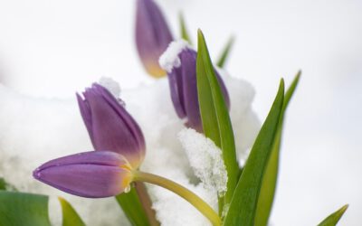Betoverende winterharde bloembollen: Ontdek de magie van de Tulpentovenaar
