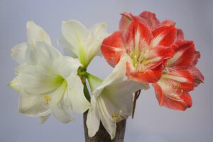 Zomerbloeiende Amaryllis