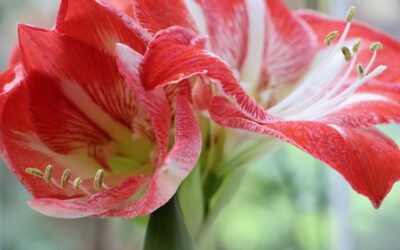 Zomerbloeiende Amaryllis: Een magische dans van Amaryllis