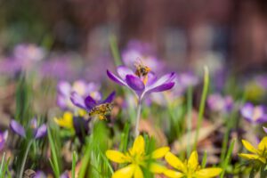 bolbloemen