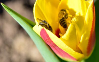 Bloembollen en bijen: Mijn toverformule voor een bijenvriendelijke tuin