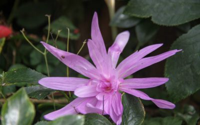 De betovering van Colchicums in de tuin van de Tulpentovenaar