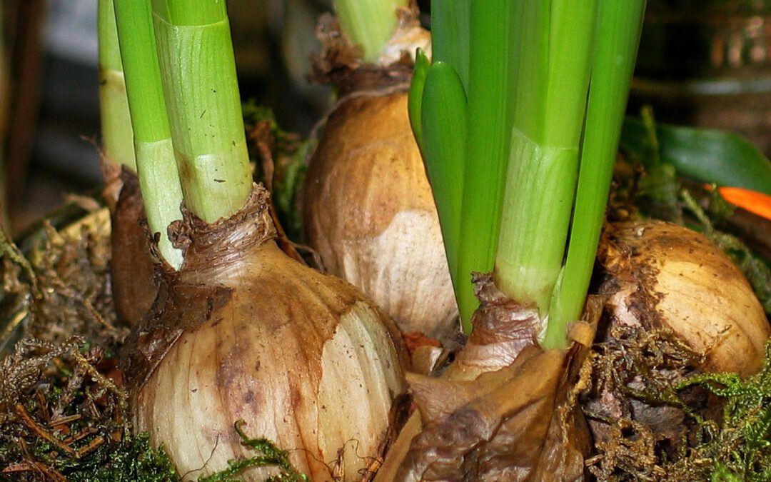 Een bloemenavontuur van de Tulpentovenaar: bloembollen betovering in volle bloei