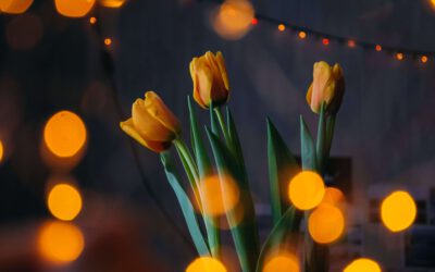 De magische bolbloemen van de Tulpentovenaar