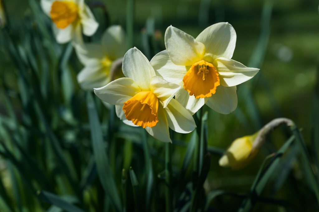 Bolbloemen