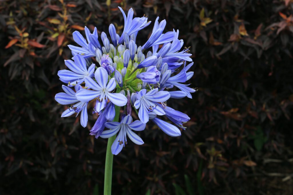 Agapanthus