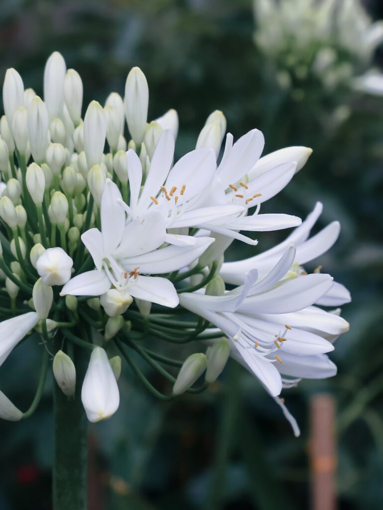 Agapanthus