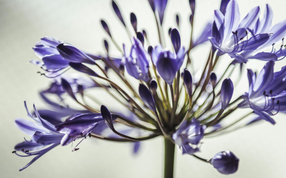 Agapanthus: De koninklijke bloem in de tuin van de Tulpentovenaar