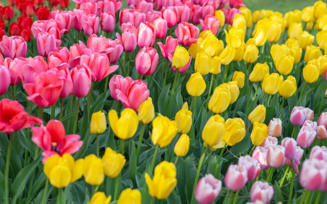 Betoverende Bolbloemen