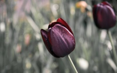 Zeldzame bolbloemen: Op reis met de Tulpentovenaar