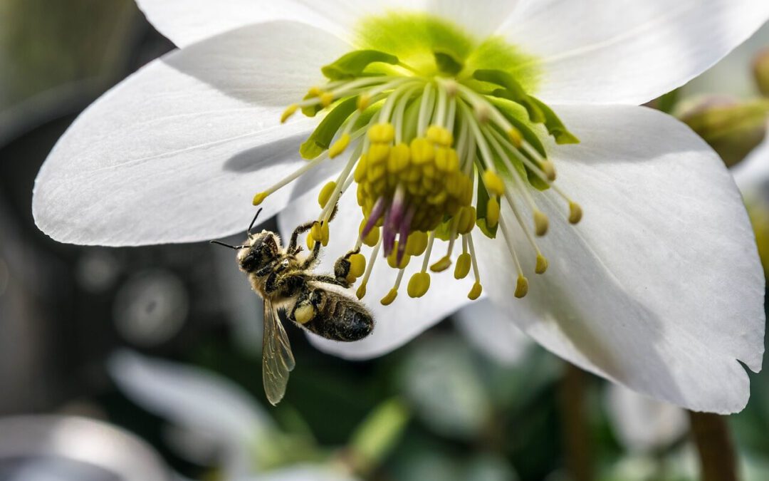 Bolbloemen