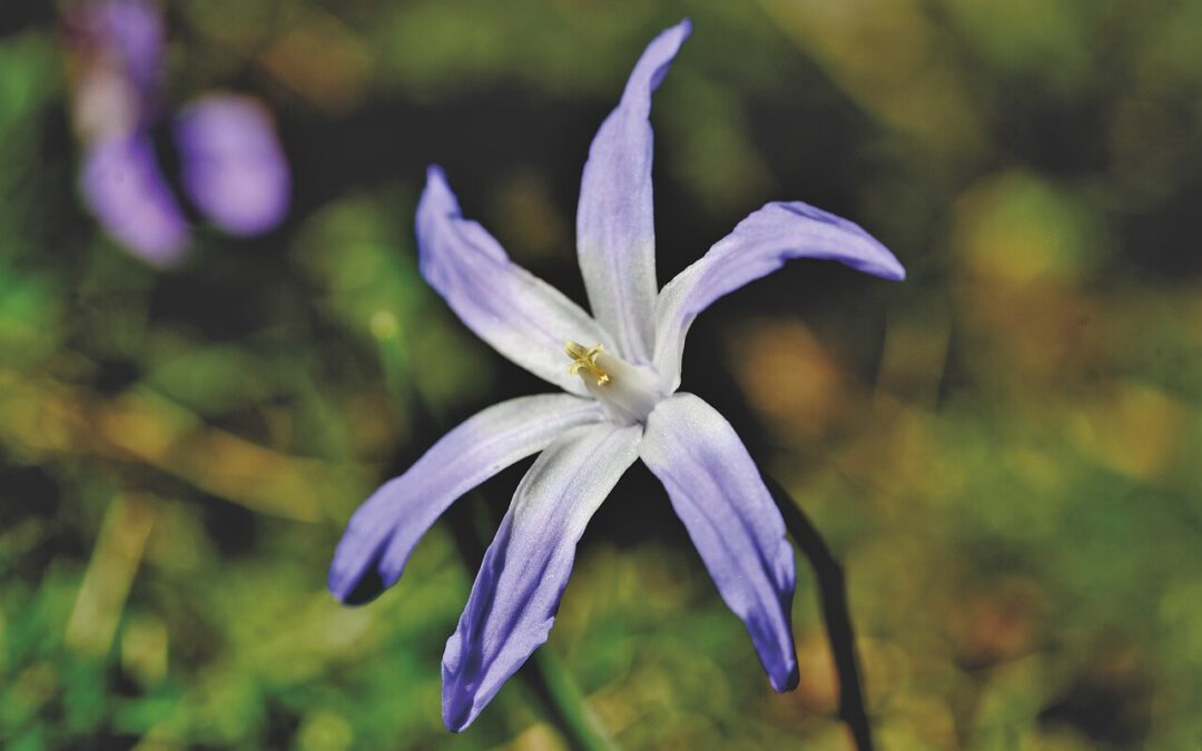 Top 6 onbekende bolbloemen onthuld door de Tulpentovenaar