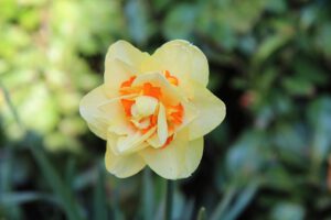 Narcissen