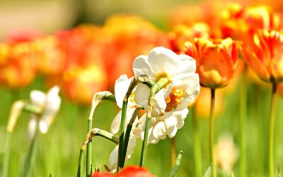 Bolbloemen: Ontdek de magie van mijn eigen pluktuin