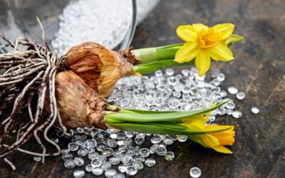 Narcissen en hun betoverende bloeitijd