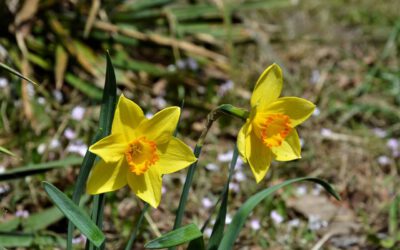 De magie van narcissen onthuld door de Tulpentovenaar