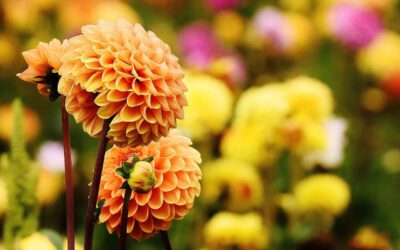 Exotische bolbloemen: Een betoverend avontuur