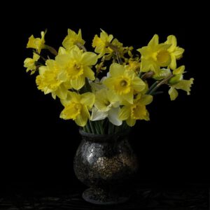 Narcissen