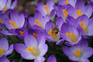 Bolbloemen