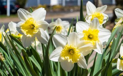 Narcissen vermeerderen: Een magisch avontuur