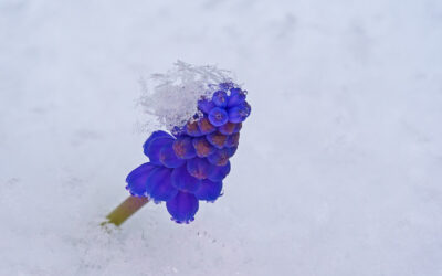 Hyacinten: Zijn deze betoverende bloemen echt winterhard?