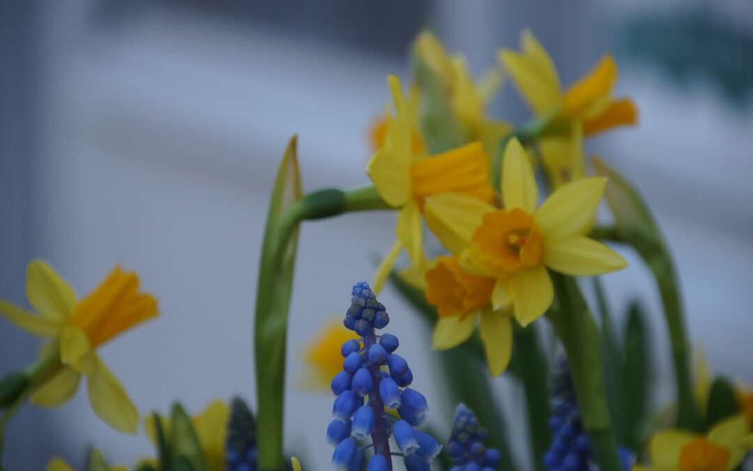 De betoverende bolbloemen: Een tuin zonder regels