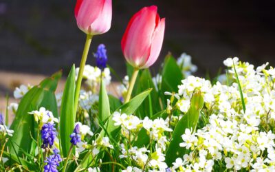 Bolbloemen betovering: Een magisch verhaal van terugkerende bloemen