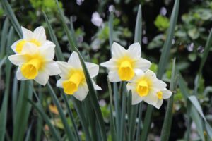 Narcissen