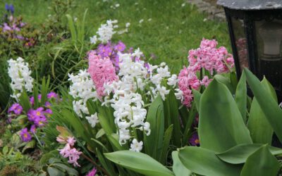 Duurzame bolbloemen: Het magische geheim