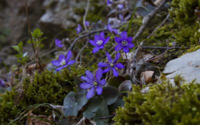 Magische bolbloemen voor de schaduwrijke tuin