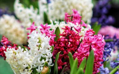 Hyacinten: Een kleurrijke gids door de ogen van de Tulpentovenaar