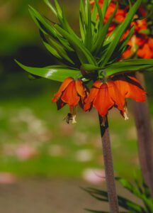 Bolbloemen