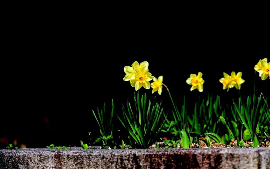 Betoverende bolbloemen als natuurlijke tuinafscheidingen