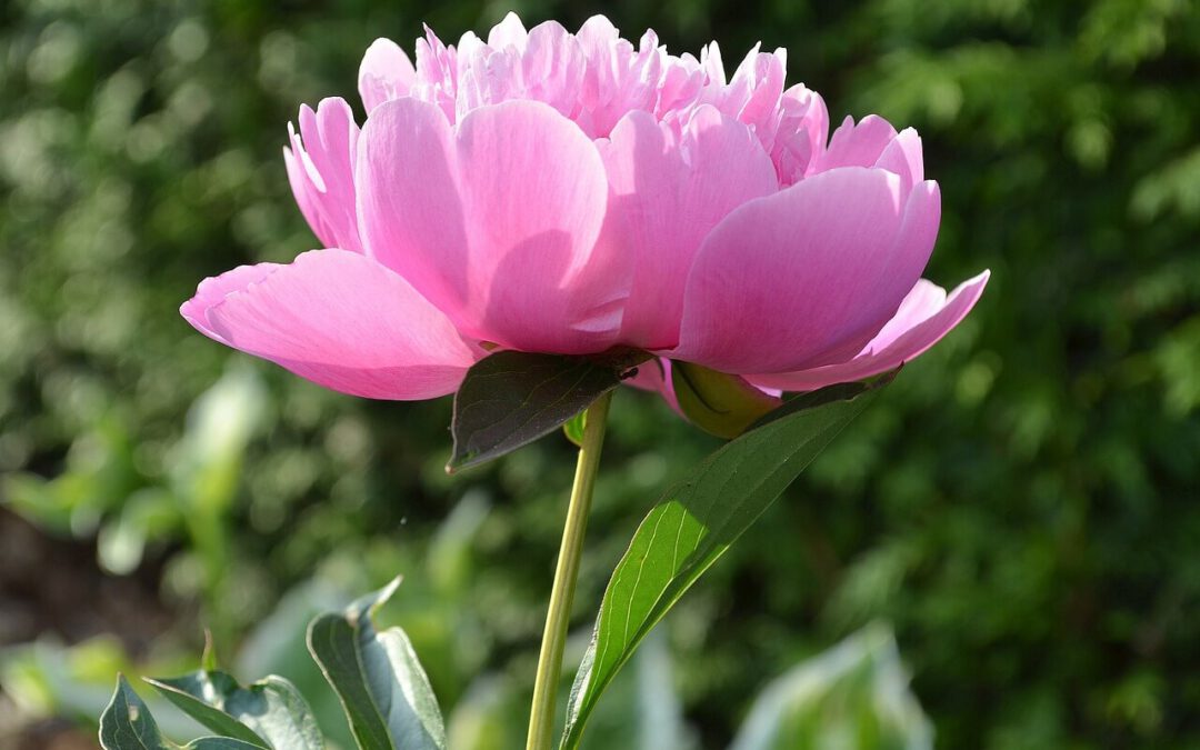 Magische roze bolbloemen in mijn magische tuin