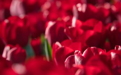 Top 5 bolbloemen voor een magische rode tuin