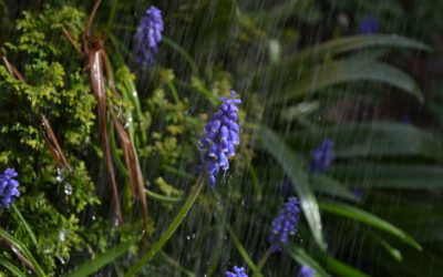 Bolbloemen en klimaatverandering: Een betoverende connectie